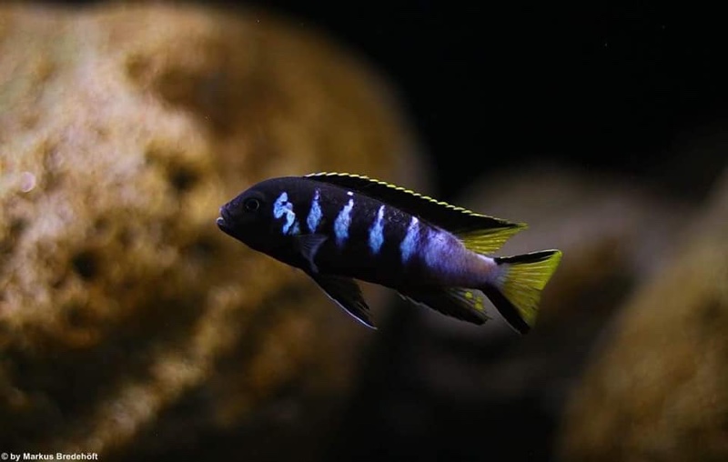 Maylandia melissa 'Chewere'